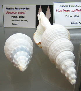 Fusinus couei