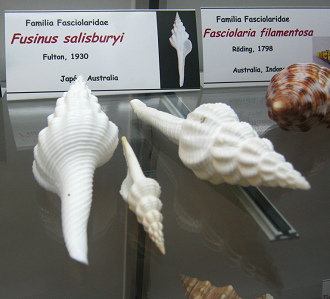 Fusinus salisburyi