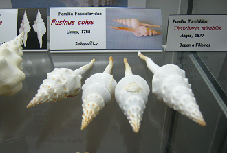 Fusinus colus