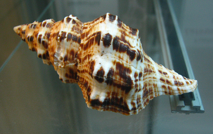 Latirus belcheri, primer plano