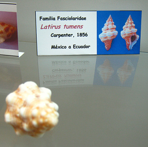 Latirus tumens