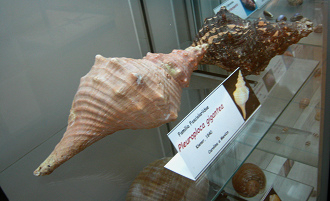 Pleuroploca gigantea, vista total