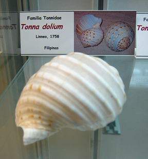 Tonna dolium