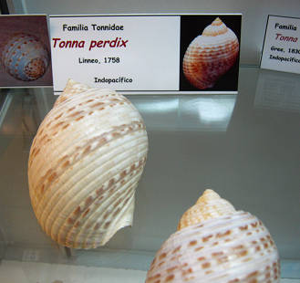 Tonna perdix