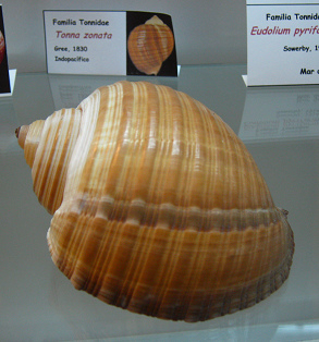 Tonna zonata