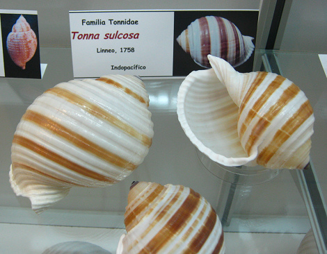 Tonna sulcosa