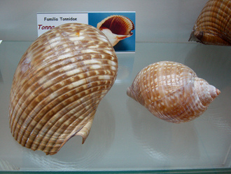 Tonna galea, vista total