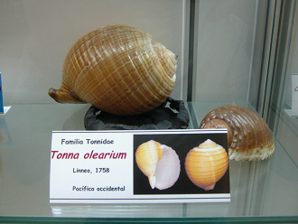 Tonna olearium