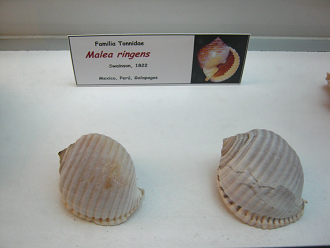 Malea ringens