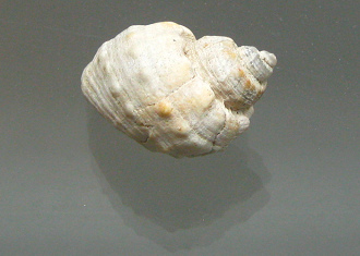 Trigonostoma tuberculosum, primer plano