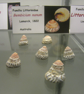 Bembicium nanum