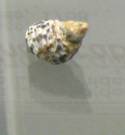 Littorina scabra, primer plano