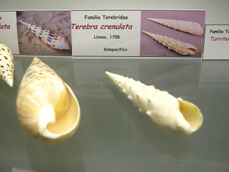 Terebra crenulata