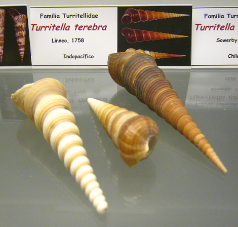 Turritella terebra