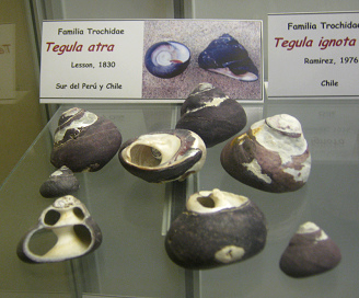 Tegula atra