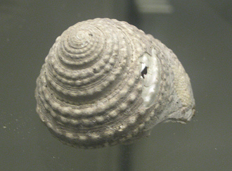 Tegula quadricostata, primer plano