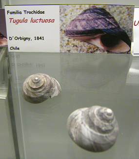 Tegula luctuosa