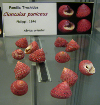 Clanculus puniceus