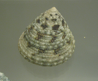 Trochus maculatus, primer plano