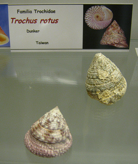 Trochus rotus