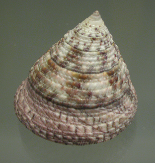 Trochus rotus, primer plano