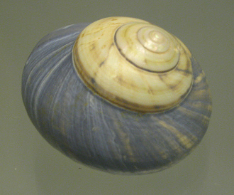 Photinula coerulescens coerulescens,
                          primer plano