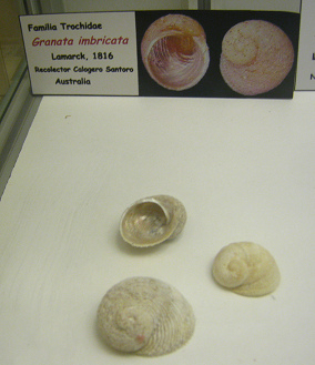 Granata imbricata