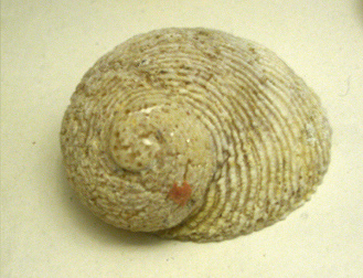 Granata imbricata, primer plano