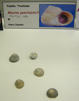 Maurea punctulata