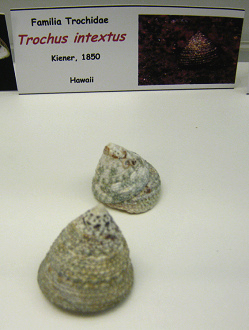 Trochus intextus
