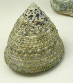 Trochus intextus, primer plano