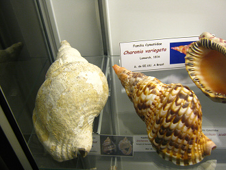 Charonia variegata