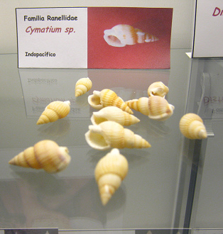Cymatium sp
