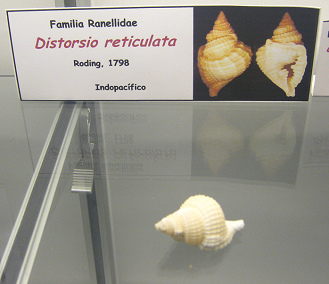 Distorsio reticulata