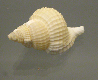 Distorsio reticulata, primer plano