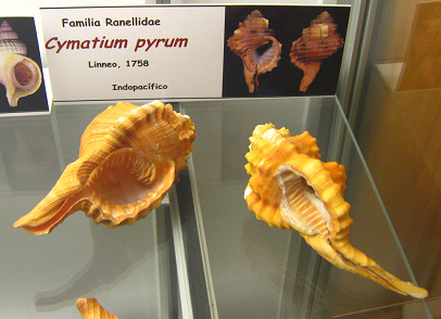 Cymatium pyrum