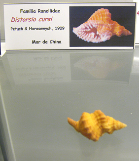 Distorsio cursi