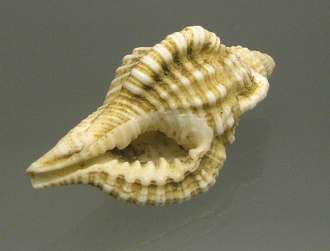 Cymatium nicobaricum, primer plano