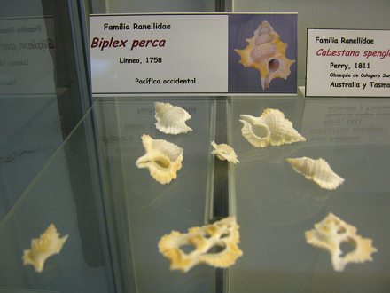 Biplex perca