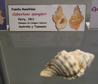 Cabestana spengleri