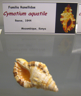 Cabestana aquatile