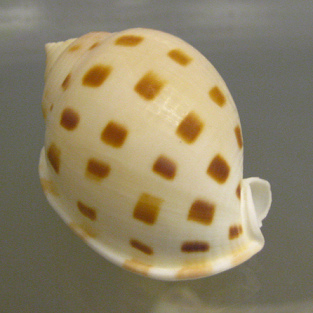 Phalium bisulcatum, primer plano