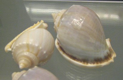 Phalium glaucum, primer plano 02