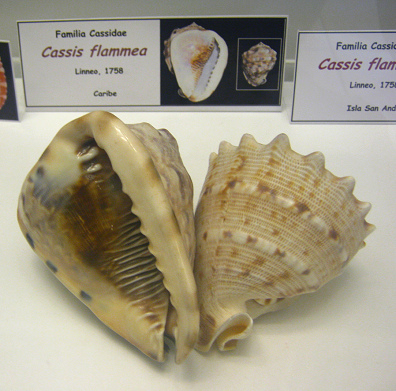 Cassis flammea 01