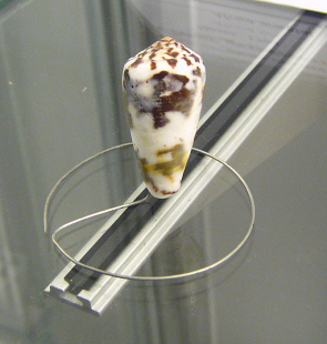 Conus gubernator, primer plano Conus gubernator, primer plano