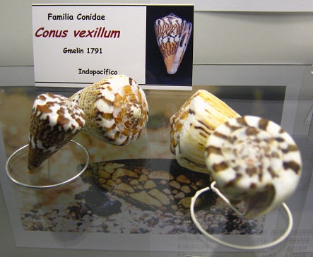 Conus vexillum Conus vexillum