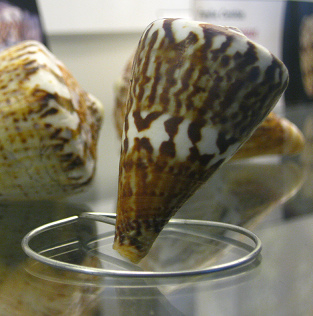 Conus vexillum, primer plano Conus vexillum, primer plano