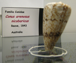 Conus
arenoosus nicobaricus Conus arenoosus nicobaricus