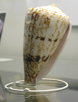 Conus arenoosus nicobaricus,
primer plano Conus arenoosus nicobaricus, primer
plano