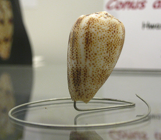Conus arenatus, primer plano
01 Conus arenatus, primer plano 01